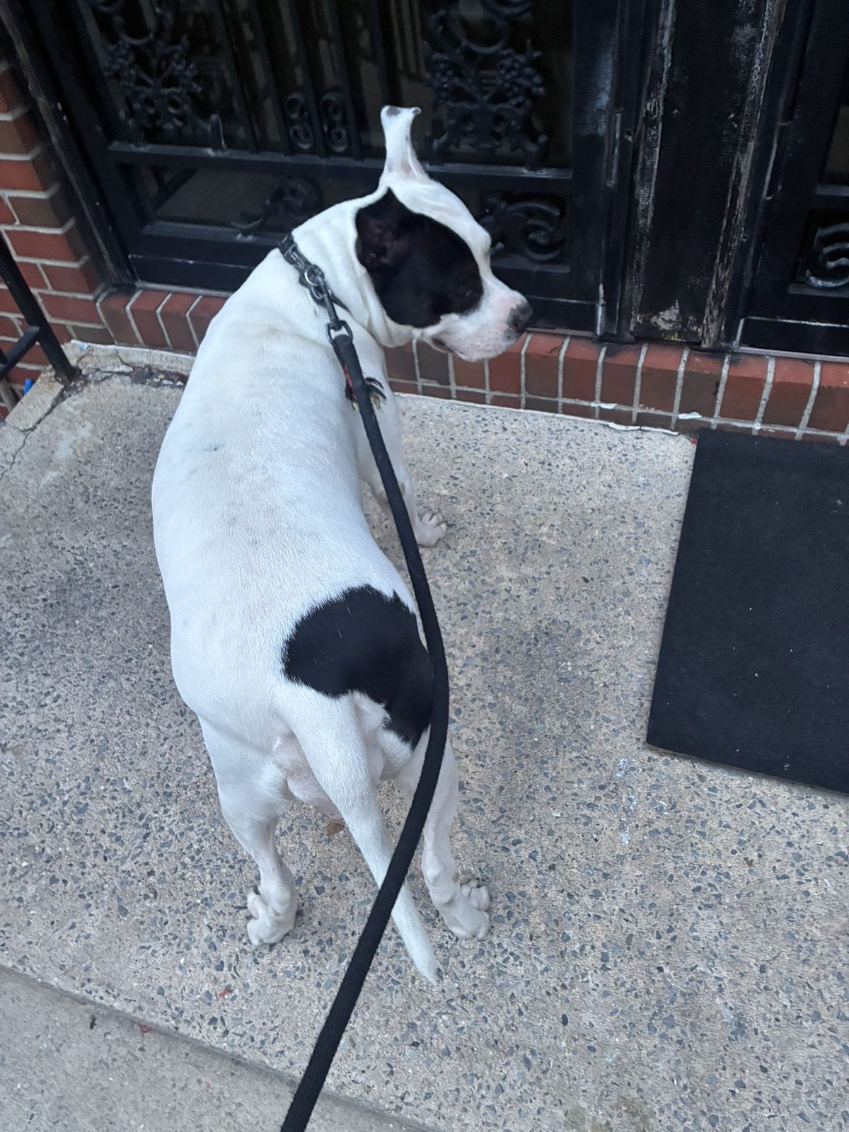 Dog photo