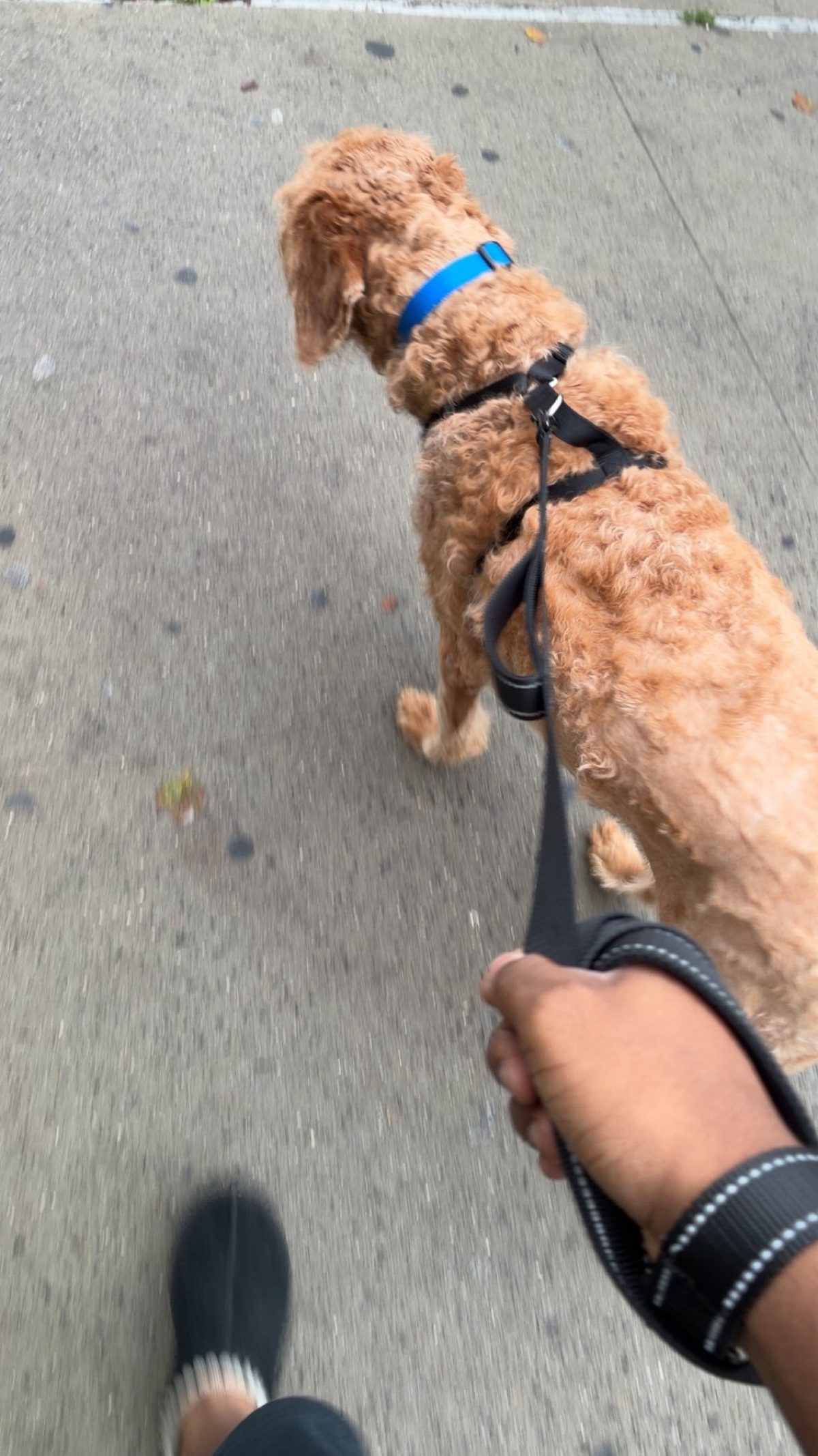 Dog photo
