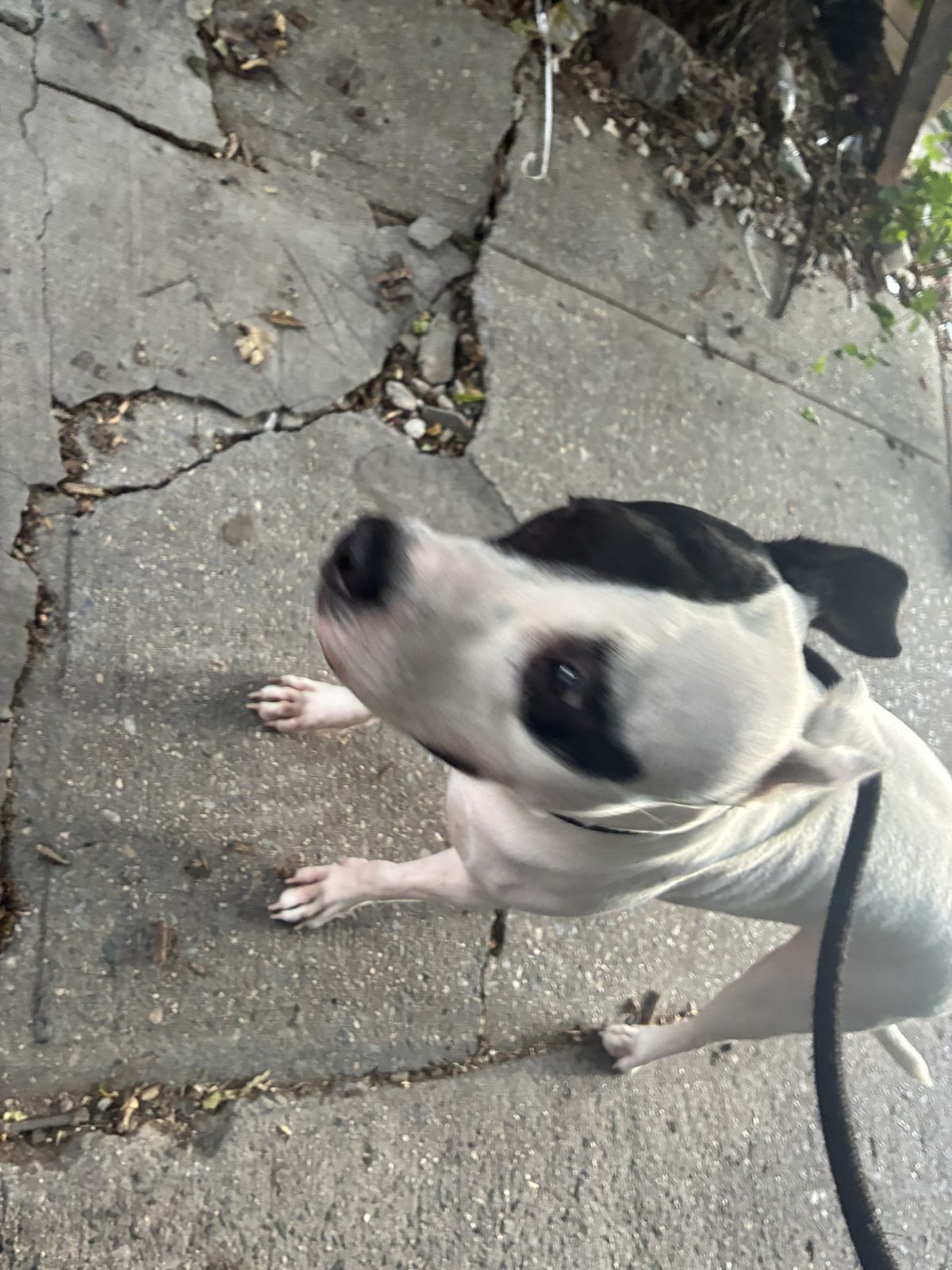 Dog photo