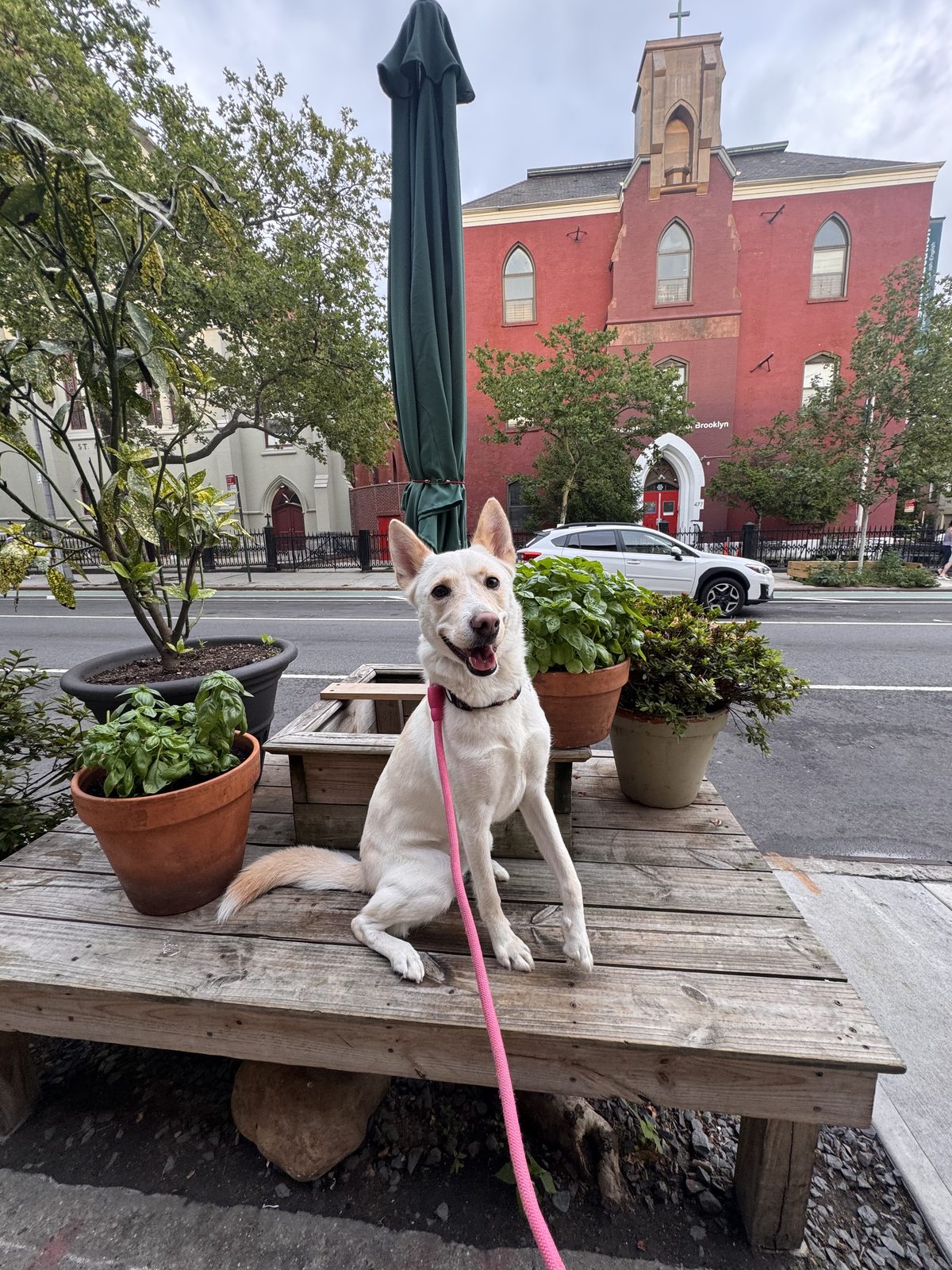 Dog photo