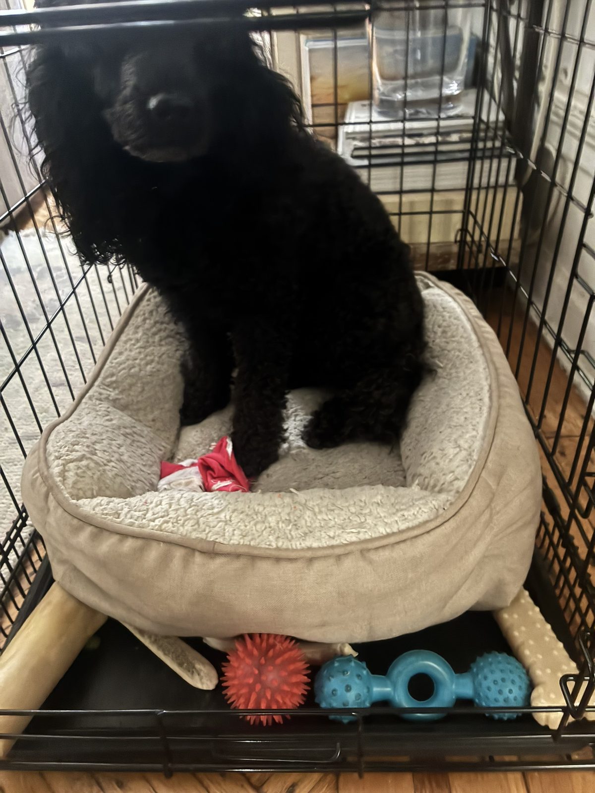Dog photo