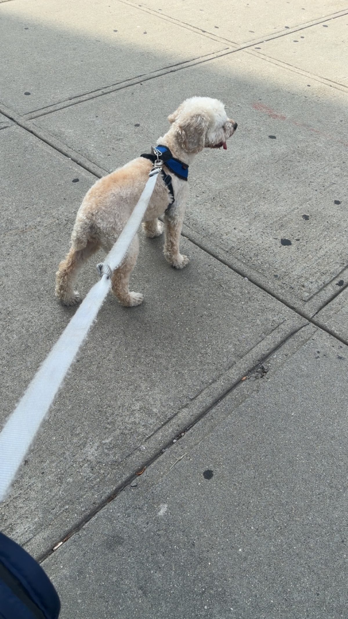 Dog photo
