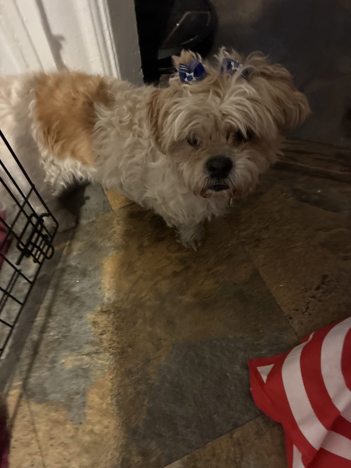 Dog photo