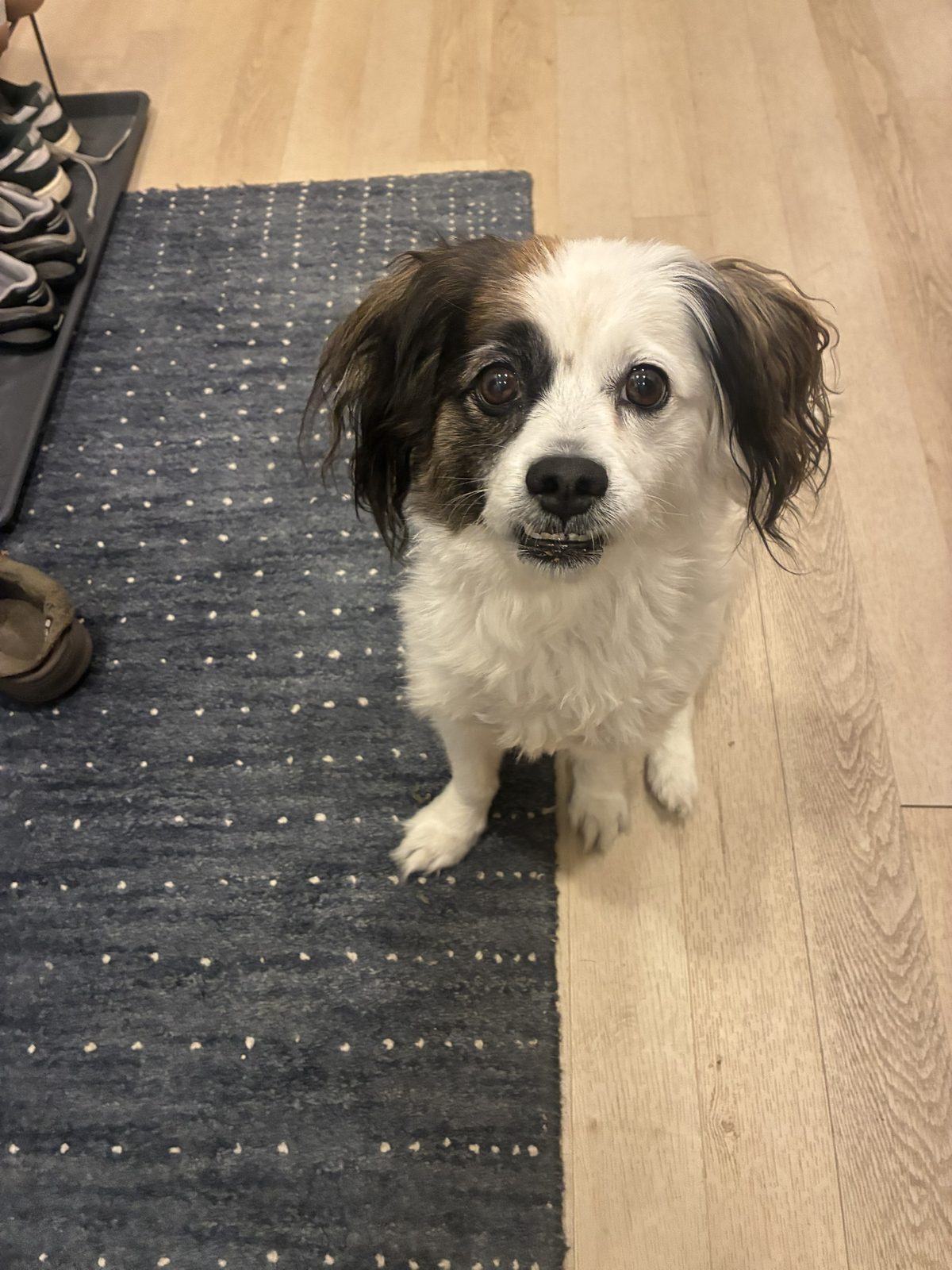 Dog photo