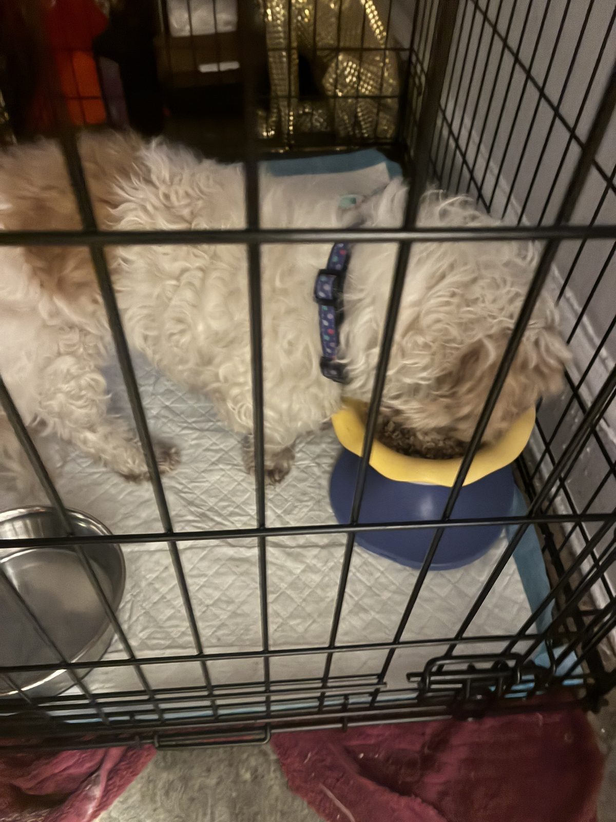 Dog photo