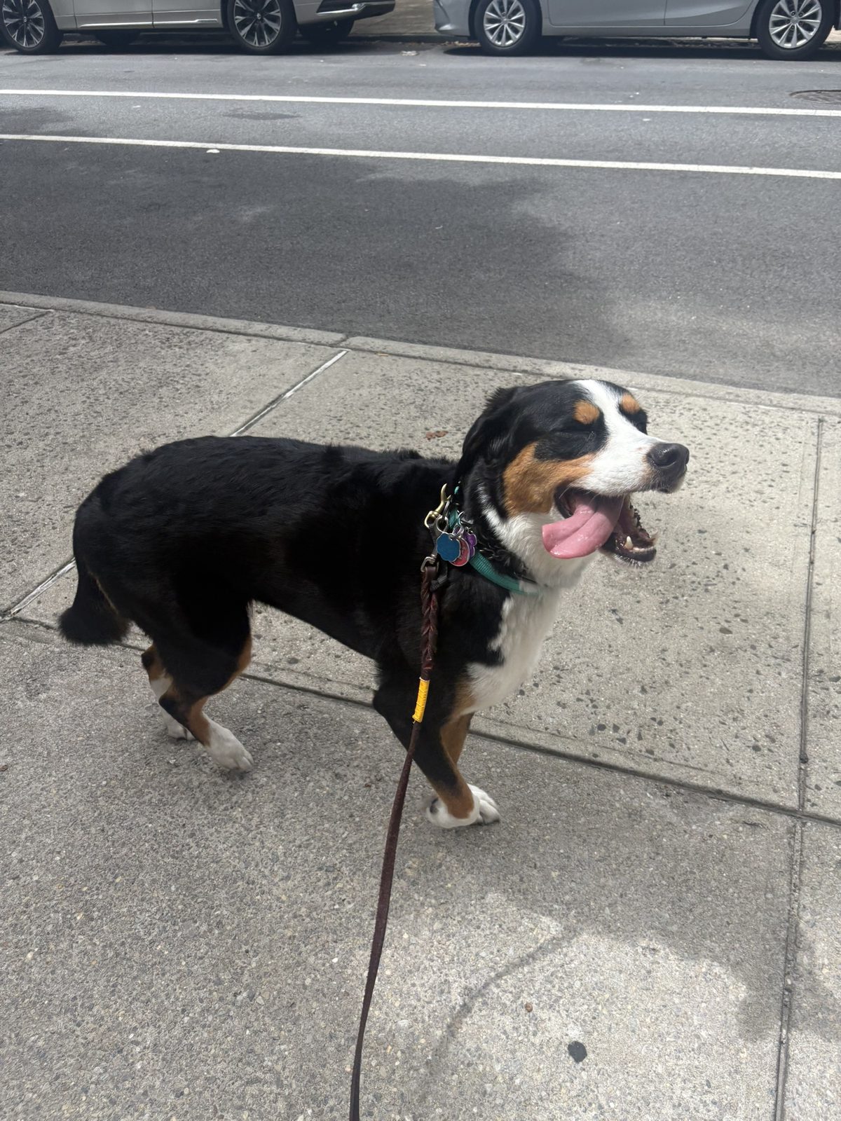 Dog photo