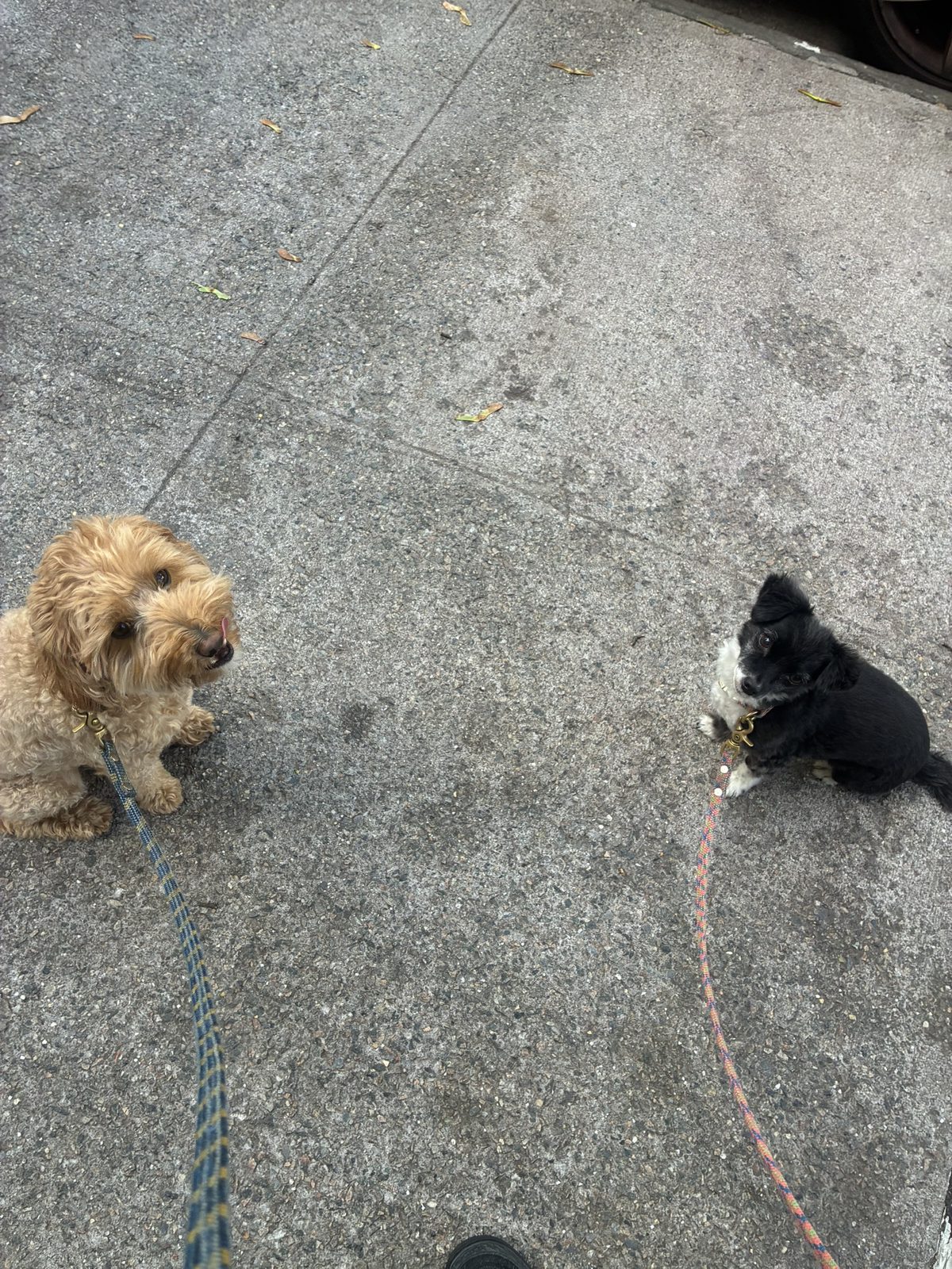 A light-colored dog on a leash, standing on a paved path and looking toward the camera.