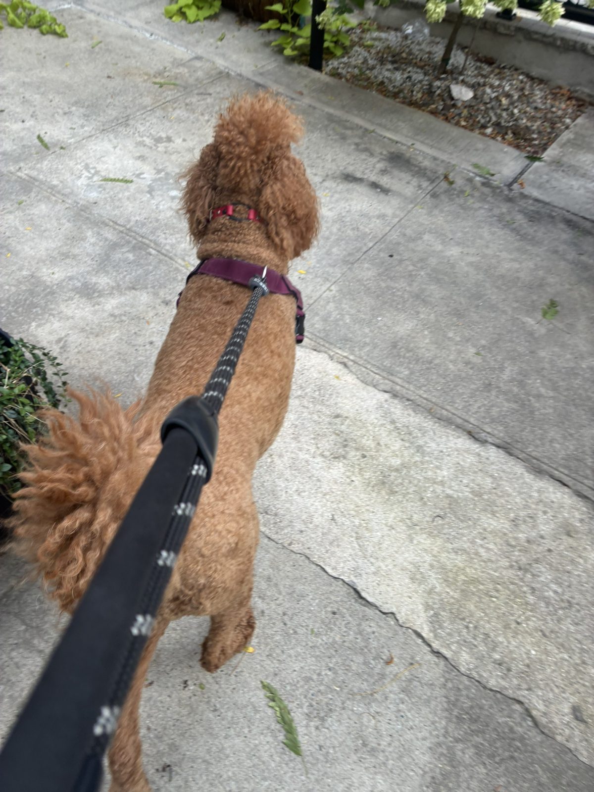 Dog photo