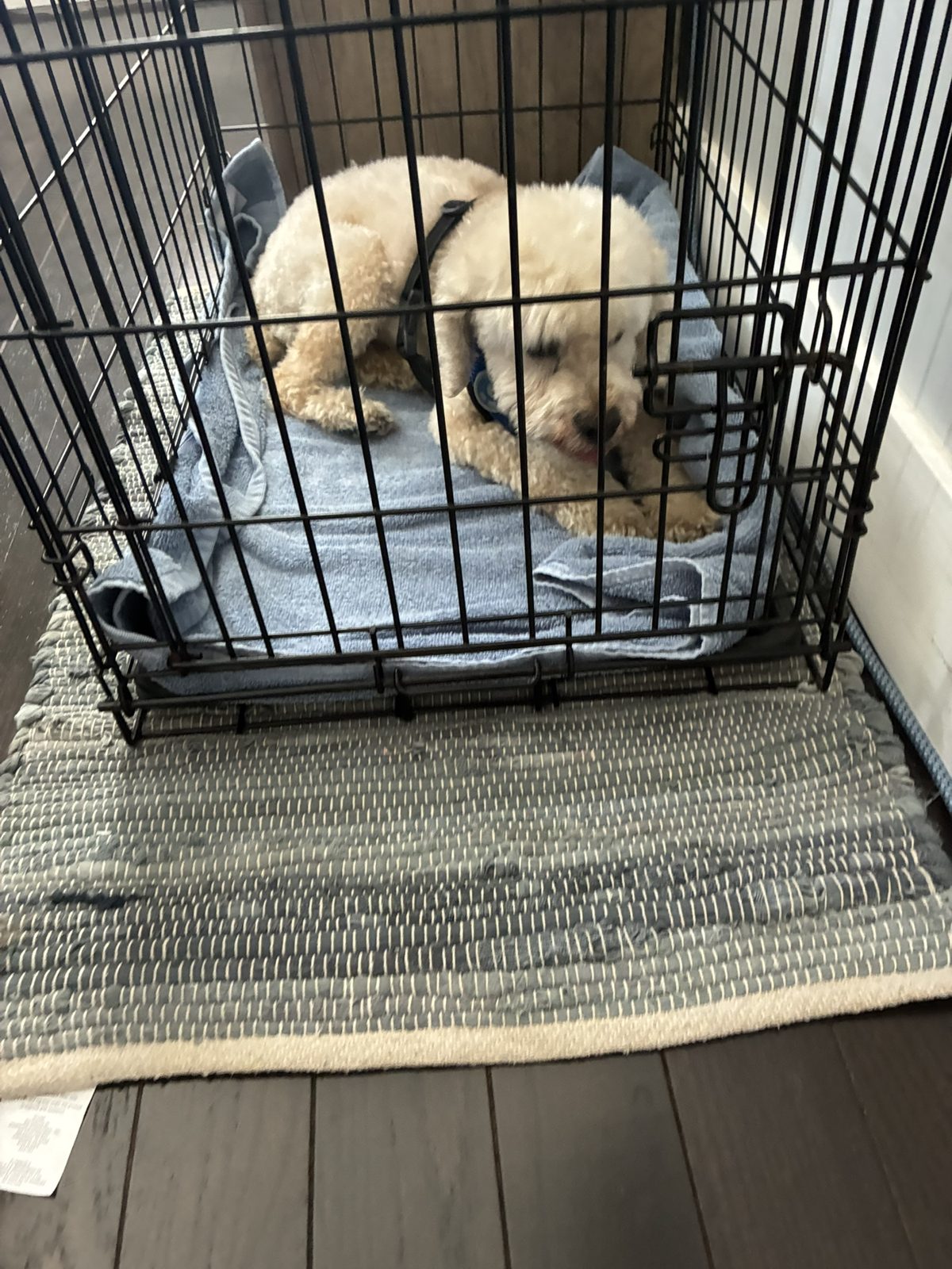 Dog photo